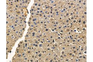 ABIN7096940 and ABIN7101006 at 1/100 staining mouse liver tissue by IHC-P. (TMEM63B anticorps)