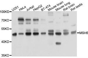 Western blot analysis of extracts of various cells, using PRKAR1B antibody. (PRKAR1B anticorps)