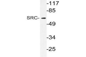 Western blot (WB) analyzes of SRC antibody in extracts from 293 cells. (NCOA1 anticorps)