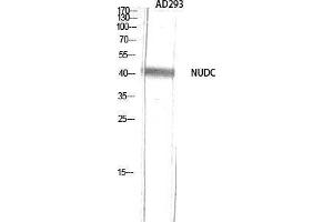 Western Blotting (WB) image for anti-NUDC (Tyr577) antibody (ABIN3176419) (NUDC anticorps  (Tyr577))