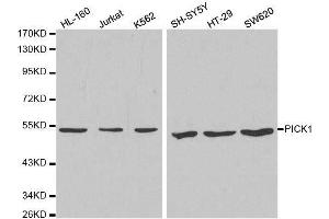 Western blot analysis of extracts of various cell lines, using PICK1 antibody. (PICK1 anticorps  (AA 260-360))