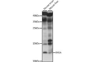 Western blot analysis of extracts of various cell lines, using ENSA antibody (ABIN7266947) at 1:1000 dilution.
