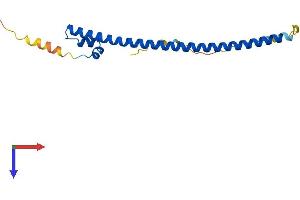 AlphaFold protein structure predicition of Human Recombinant MAFF Protein, UniprotID Q9ULX9