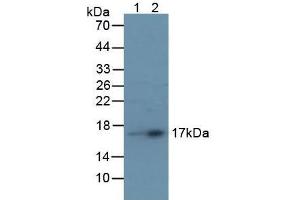 Rabbit Detection antibody from the kit in WB with Positive Control: Lane1: Human Liver Tissue; Lane2: Human Serum. (TTR Kit CLIA)
