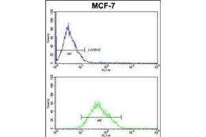 COX5A Antibody (Center) (ABIN653099 and ABIN2842690) FC analysis of MCF-7cells (bottom histogram) compared to a negative control cell (top histogram).