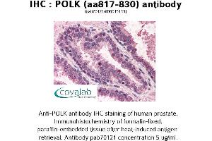 Image no. 1 for anti-Polymerase (DNA Directed) kappa (POLK) (AA 817-830) antibody (ABIN1738191) (POLK anticorps  (AA 817-830))