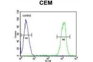 Flow cytometric analysis of CEM cells (right histogram) compared to a negative control cell (left histogram) using IKZF1/IKAROS Antibody (C-term), followed by FITC-conjugated goat-anti-rabbit secondary antibodies. (IKZF1 anticorps  (C-Term))