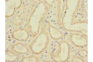 Immunohistochemistry of paraffin-embedded human kidney tissue using ABIN7158546 at dilution of 1:100 (FCGR2C anticorps  (AA 43-223))
