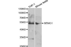 Western Blotting (WB) image for anti-Semenogelin I (SEMG1) antibody (ABIN1876675) (SEMG1 anticorps)