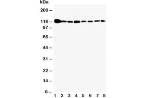 Western blot testing of Vinculin antibody and Lane 1:  rat heart;  2: rat brain;  3: rat liver;  4: U87;  5: SMMC-7721;  6: HEPA;  7: HeLa;  8: HT1080 cell lysate (Vinculin anticorps  (AA 173-188))