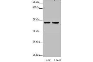 Western blot All lanes: ZDHHC16 antibody at 0. (ZDHHC16 anticorps  (AA 288-377))