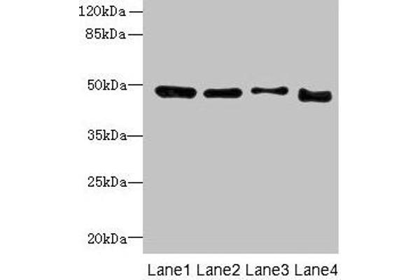 DDI2 anticorps  (AA 1-211)
