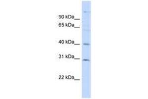 Image no. 1 for anti-Family with Sequence Similarity 50, Member B (FAM50B) (AA 35-84) antibody (ABIN6741884) (FAM50B anticorps  (AA 35-84))