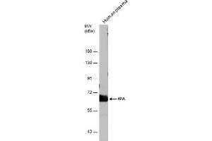 WB Image Human tissue extract (30 μg) was separated by 7.