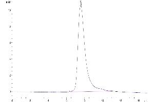 The purity of Human LIF is greater than 95 % as determined by SEC-HPLC.