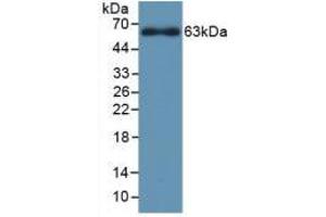 Western blot analysis of recombinant Rat CYP1A1. (CYP1A1 anticorps  (AA 251-521))