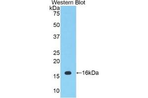 Detection of Recombinant PTGS2, Mouse using Polyclonal Antibody to Cyclooxygenase-2 (COX 2) (PTGS2 anticorps  (AA 240-351))