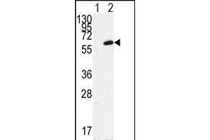Western blot analysis of FGR (arrow) using FGR Antibody (N-term) (ABIN392096 and ABIN2841848). (Fgr anticorps  (N-Term))