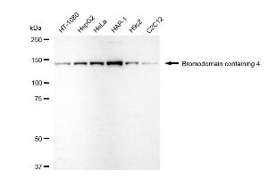 anti-Bromodomain Containing 4 (BRD4) antibody