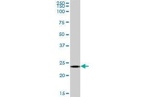 MS4A12 MaxPab polyclonal antibody.