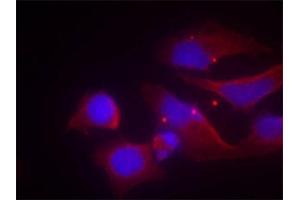 Immunofluorescence staining of methanol-fixed Hela cells using Phospho-GRIN2B-Y1474 antibody. (GRIN2B anticorps  (pTyr1474))
