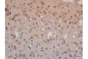 Formalin-fixed and paraffin embedded rat brain labeled with Rabbit Anti-NRG3 Polyclonal Antibody, Unconjugated  at 1:200 followed by conjugation to the secondary antibody and DAB staining (Neuregulin 3 anticorps  (AA 351-450))