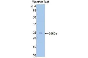 Western Blotting (WB) image for anti-CD40 Ligand (CD40LG) (AA 48-244) antibody (ABIN3209276) (CD40 Ligand anticorps  (AA 48-244))