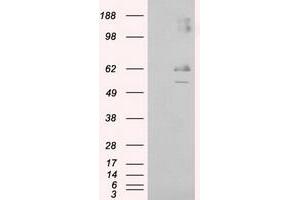 Image no. 5 for anti-Lipase, Endothelial (LIPG) antibody (ABIN1499163) (LIPG anticorps)
