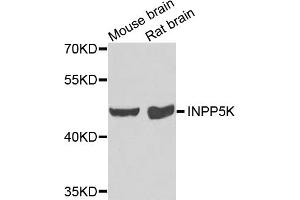 Western blot analysis of extracts of various cell lines, using INPP5K antibody (ABIN5975191) at 1/1000 dilution. (INPP5K anticorps)