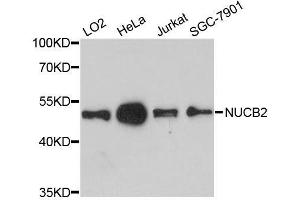 Western blot analysis of extracts of various cell lines, using NUCB2 antibody. (NUCB2 anticorps  (AA 321-420))