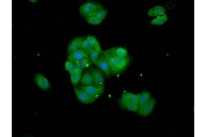 Immunofluorescence staining of HepG2 cells with ABIN7171496 at 1:133, counter-stained with DAPI. (TNKS anticorps  (AA 35-130))
