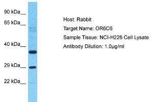 Host: Rabbit Target Name: OR6C6 Sample Type: NCI-H226 Whole Cell lysates Antibody Dilution: 1. (OR6C6 anticorps  (C-Term))
