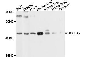Western blot analysis of extracts of various cells, using SUCLA2 antibody. (SUCLA2 anticorps)
