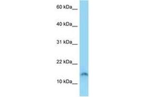 Image no. 1 for anti-Sperm Acrosome Associated Protein 4 (SPACA4) (AA 39-88) antibody (ABIN6748158) (SPACA4 anticorps  (AA 39-88))