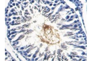DAB staining on IHC-P; Samples: Rat Testis Tissue (SPA17 anticorps  (AA 1-140))