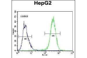UBFD1 Antibody (N-term) (ABIN655026 and ABIN2844657) flow cytometric analysis of HepG2 cells (right histogram) compared to a negative control cell (left histogram).
