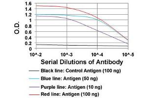 ELISA analysis of IL3RA monoclonal antibody, clone 10B8E7  at 1:10000 dilution. (IL3RA anticorps)