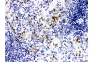 Anti- Lipocalin 2 Picoband antibody, IHC(P) IHC(P): Mouse Spleen Tissue (Lipocalin 2 anticorps  (AA 21-198))