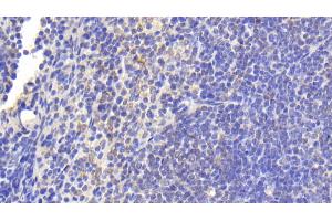 Detection of TNFSF14 in Mouse Spleen Tissue using Polyclonal Antibody to Tumor Necrosis Factor Ligand Superfamily, Member 14 (TNFSF14) (TNFSF14 anticorps  (AA 51-239))