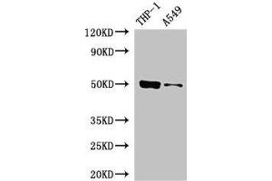 Western Blot Positive WB detected in: THP-1 whole cell lysate, A549 whole cell lysate All lanes: IRF3 antibody at 5 μg/mL Secondary Goat polyclonal to rabbit IgG at 1/50000 dilution Predicted band size: 50 kDa Observed band size: 50 kDa (IRF3 anticorps  (AA 1-452))