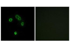 Immunofluorescence (IF) image for anti-Taste Receptor, Type 2, Member 13 (TAS2R13) (Internal Region) antibody (ABIN1853348)