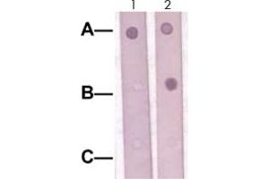 Dot Blot : 1 ug peptide was blot onto NC membrane. (SOX9 anticorps  (Ser181))