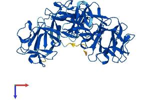 AlphaFold protein structure predicition of Mouse Recombinant Fscn2 Protein, UniprotID Q32M02