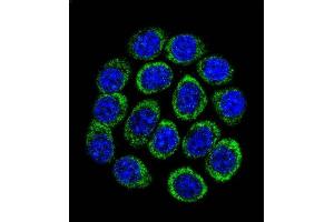 Confocal immunofluorescent analysis of TPH1 Antibody (N-term) (ABIN390917 and ABIN2841120) with 293 cell followed by Alexa Fluor 488-conjugated goat anti-rabbit lgG (green).