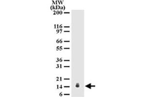 Western blot analysis of IL25 in mouse testis lysate. (IL-25 anticorps  (AA 115-132))