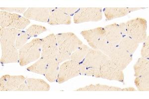 Detection of KEAP1 in Mouse Skeletal muscle Tissue using Polyclonal Antibody to Kelch Like ECH Associated Protein 1 (KEAP1)
