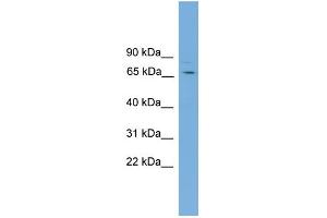 WB Suggested Anti-SNAG1 Antibody Titration: 0. (SNX18 anticorps  (C-Term))