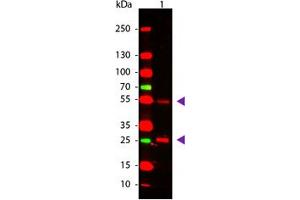 Image no. 1 for Rabbit anti-Goat IgG (Whole Molecule) antibody (ABIN300281) (Lapin anti-Chévre IgG (Whole Molecule) Anticorps)