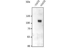 Anti-HIF1α Ab at 2,500 dilution, HT1080 cells in the presence of COCl lysate at 100 µg per Iane, rabbit polyclonal to goat lgG (HRP) at 1/10,000 dilution, (HIF1A anticorps  (C-Term))