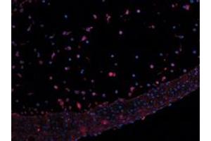 Image no. 3 for anti-Leptin (LEP) antibody (ABIN465758) (Leptin anticorps)